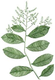 Image result for Embelia