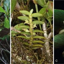 Image result for Polygala kalaboensis