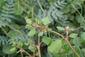 Image result for Trianthema portulacastrum