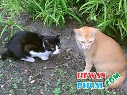 Harga kucing persia sering menjadi hal yang ditanyakan oleh pembaca kucingmu.com karena tiap kuicng memiliki harga yang berbeda beda. Dijual Kucing Persia Medium Di Tangerang Selatan Hewandijual Com
