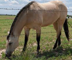 Buckskin Horses