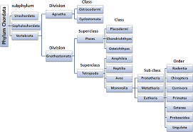 classes of chordata