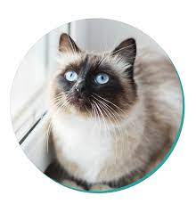 Cat Breed Corner The Noble Birman Cat Mad Paws Blog Cat Breeds Birman Cat Breeds