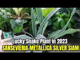 Image result for Sansevieria metallica