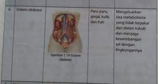Simak artikel ini hingga akhir. Sebutkan Organ Organ Sistem Ekskresi Pada Manusia Dengan Fungsinya Brainly Co Id