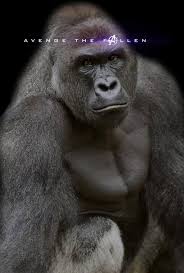 He was going to defeat trump and clinton. Avenge Our Sweet Prince Harambe Funny
