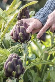 Epingle Sur Gardening