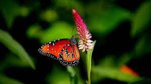 خلفيات شاشة رومانسية romance wallpaper hd 1080p top4 hd nature wallpapers animal wallpaper nature wallpaper
