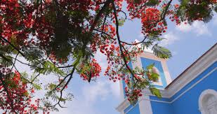 Cabo verde airlines is registering a high number of requests for information from its customers and ensures that it is doing everything to. Cape Verde Covid Test