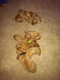 Maybe you would like to learn more about one of these? Akc Vizsla Puppies For Sale In Wheatland California Classified Americanlisted Com