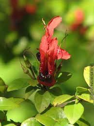 Image result for Ruttya fruticosa