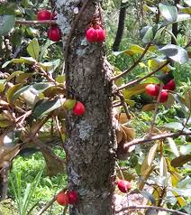 Image result for Englerophytum magalismontanum