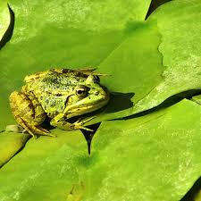 Frosch Im Hals Die Redewendung Geolino
