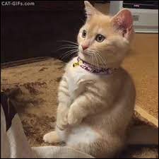 Ever Wonder Why Cats Bring Their Paws Together And Shake Them Up And Down I Found Out From My Vet That It Is The Cat S W Cute Kitten Gif Pretty Cats