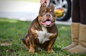 American Bully Dog Black Colour The Flashy Tri Color American Bully Puppies Of Venomline American Bully Pocket Bully American Bully Kennels