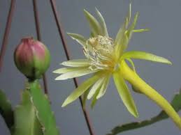 Image result for Phyllanthus macranthus