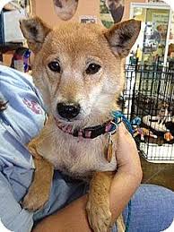 We did not find results for: Kansas City Mo Shiba Inu Meet Jasmine A Pet For Adoption