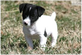 Its length ranges from 10 to 15 inches and weighs between 14 and 18 lbs. Black And White Jack Russell For Sale Off 51 Www Usushimd Com