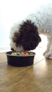 The top 9 worst dog food brands of 2021. 4 Best Cockapoo Dog Foods Tried And Tested Cockapoo Pride