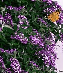 Kletternde Buddleia Schmetterlingswand 1 Pflanze Sommerflieder Kletterpflanzen Sommerflieder Schmetterling Wand