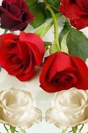 نتيجة بحث الصور عن تحميل مناظر طبيعية متحركة مجانا Beautiful Flowers Flowers Rose
