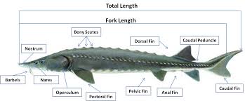 Phylogenetics Great Lakes Sturgeon