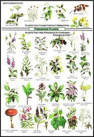 Edible Medicinal Flower Plant Chart Yahoo Image Search Edible Wild Plants Poisonous Plants Wild Plants