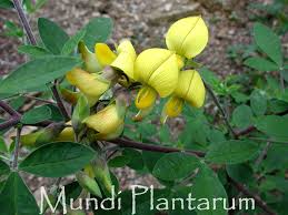 Image result for Crotalaria capensis
