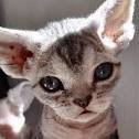 DEVON REX KITTENS of JUMANJI CATTERY
