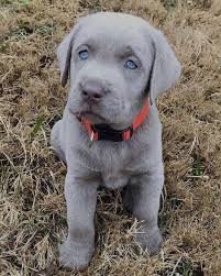 Labrador retriever information including personality, history, grooming, pictures, videos, and the akc breed standard. Labrador Retriever Puppies For Sale Home Facebook