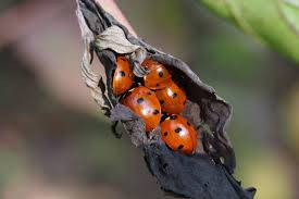 Marienkafer Uberall Was Ihr Tun Konnt Wenn Das Gluck In Massen Auftritt In 2020 Marienkafer Haus Bienenfreundlicher Garten Haus Und Garten