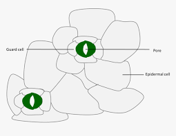 Then plot each point as its own series. Label Clipart Plant Cell Hd Png Download Kindpng