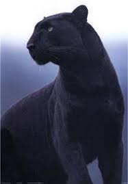 There is such an animal… sort of. Black Panther Big Cats Cute Animals Animals