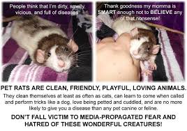Pin On Animals 1 Rats You Must Love Ratties