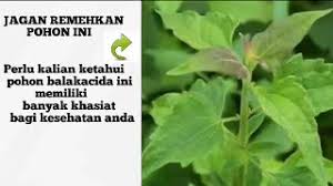 Ingat lagi gambar ini : Manfaat Daun Apk Download 2021 Free 9apps