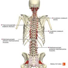 The bones of the chest and upper back combine to form the strong, protective rib cage around the vital thoracic organs such as the heart and lungs. Thoracic Anatomy Physiopedia