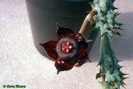 Image result for Duvalia polita