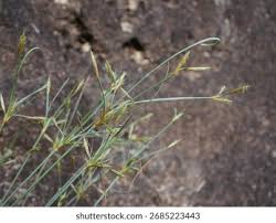 Image result for Fimbristylis squarrosa