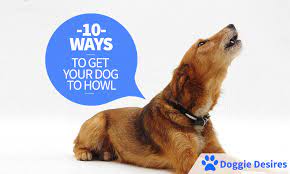 It could be a simple command or an invitation. 10 Ways To Get Your Dog To Howl