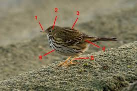 Truro'da yer alan pipit, truro katedrali'ne 19 kilometre, tregotgnan'a ise 30 kilometre uzaklıktadır. Axe Birding Winter Water Pipit Id