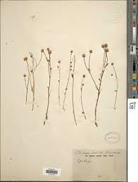 Image result for Chironia elgonensis