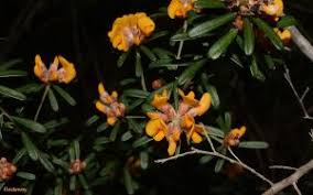 Image result for Thunbergia crispa