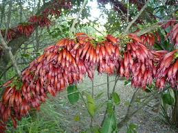 Image result for Halleria