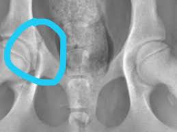 Fundraiser by Thomas Holovach : Help Stitch Recover from Car Accident