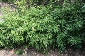 Image result for Shibataea kumasasa