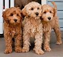 Labradoodle Puppies For Sale - Labradoodles | Greenfield ...
