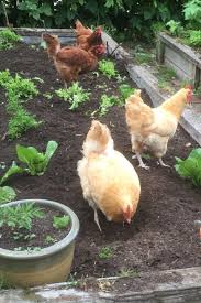Depending on how many chickens you have, you'll need to alter the size of the chicken run to accommodate the flock. Gardening With Chickens The Secret To Less Weeds Pests Better Soil