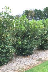 7 Fast Growing Evergreen Trees And Shrubs Olive Trees Landscape Fast Growing Evergreens Privacy Landscaping