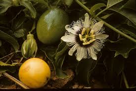 Image result for Passifloraceae