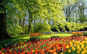 Check spelling or type a new query. Luxury Flowers And Trees Images Top Collection Of Different Types Of Flowers In The Images Hd